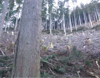 中予山岳モデル地域