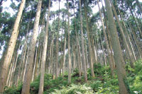 嶺北仁淀・東予モデル地域